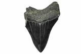 Partial Fossil Megalodon Tooth - Serrated Blade #376008-1